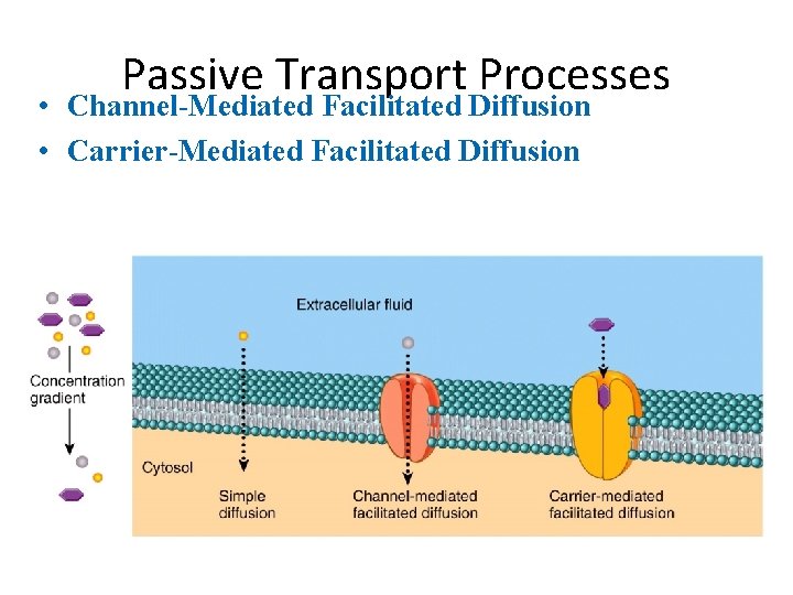 Passive Transport Processes • Channel-Mediated Facilitated Diffusion • Carrier-Mediated Facilitated Diffusion 