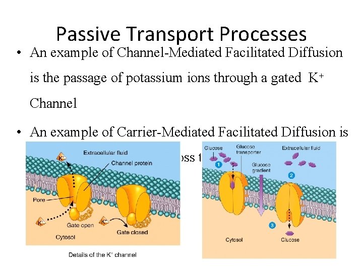 Passive Transport Processes • An example of Channel-Mediated Facilitated Diffusion is the passage of
