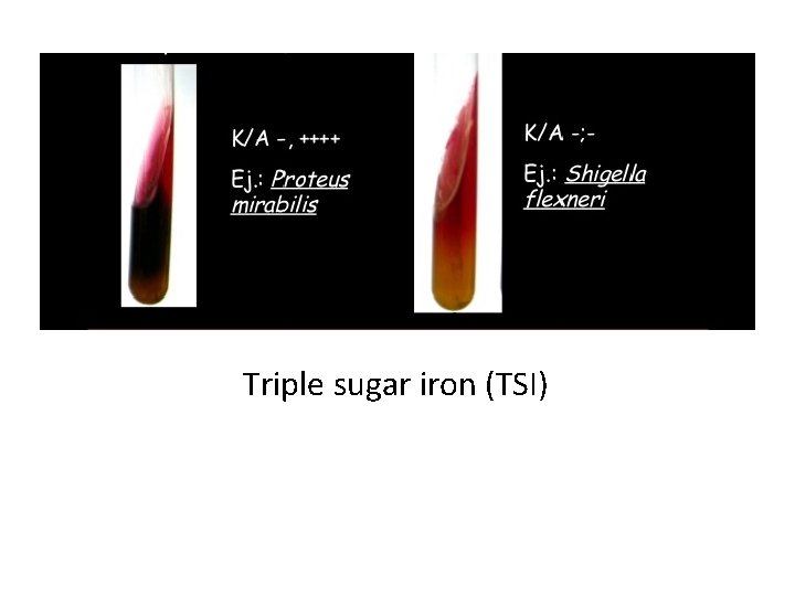 Triple sugar iron (TSI) 