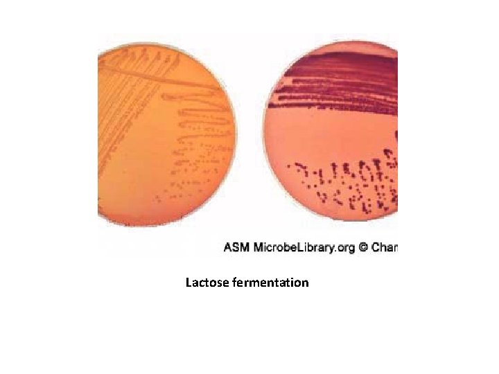 Lactose fermentation 