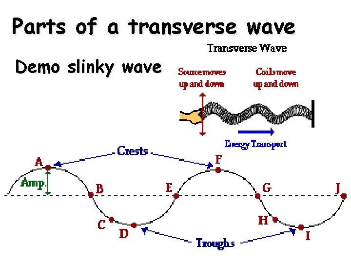 Parts of a transverse wave Demo slinky wave 