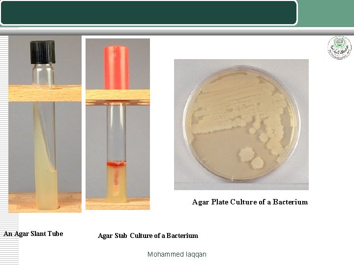 Agar Plate Culture of a Bacterium An Agar Slant Tube Agar Stab Culture of