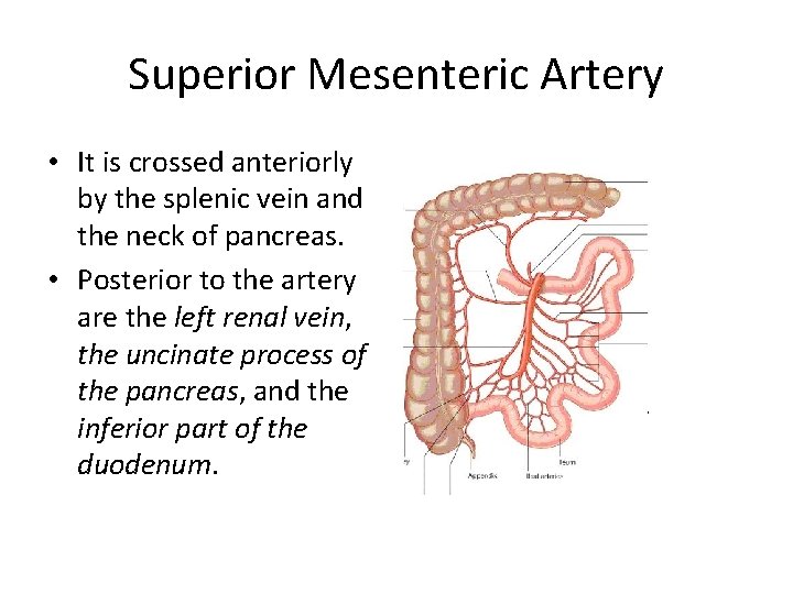 Superior Mesenteric Artery • It is crossed anteriorly by the splenic vein and the
