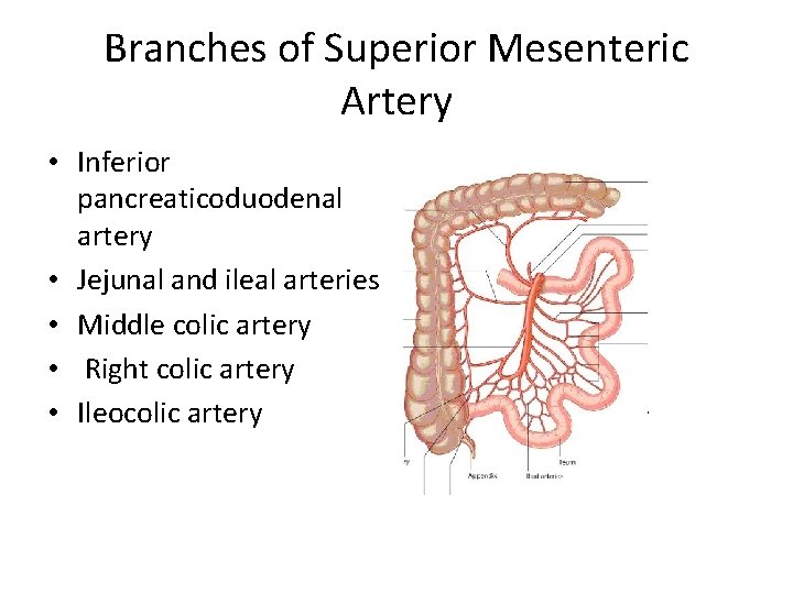 Branches of Superior Mesenteric Artery • Inferior pancreaticoduodenal artery • Jejunal and ileal arteries