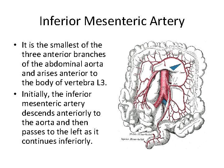 Inferior Mesenteric Artery • It is the smallest of the three anterior branches of