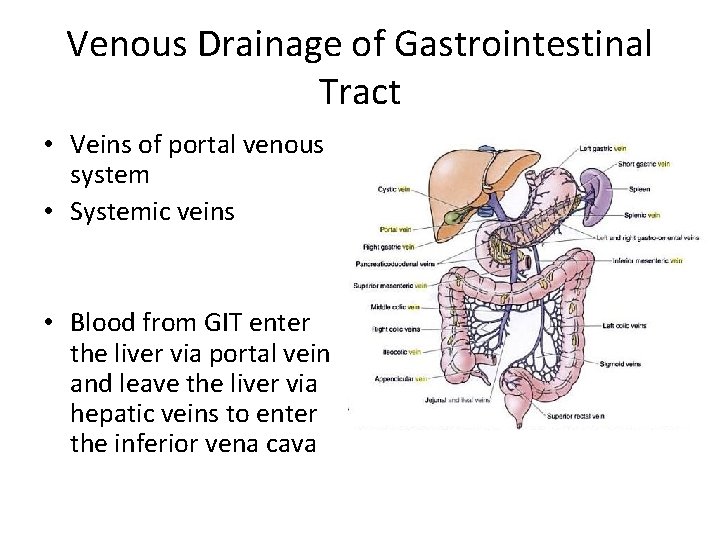 Venous Drainage of Gastrointestinal Tract • Veins of portal venous system • Systemic veins