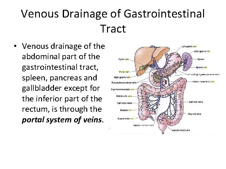 Venous Drainage of Gastrointestinal Tract • Venous drainage of the abdominal part of the
