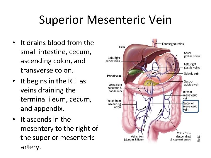 Superior Mesenteric Vein • It drains blood from the small intestine, cecum, ascending colon,