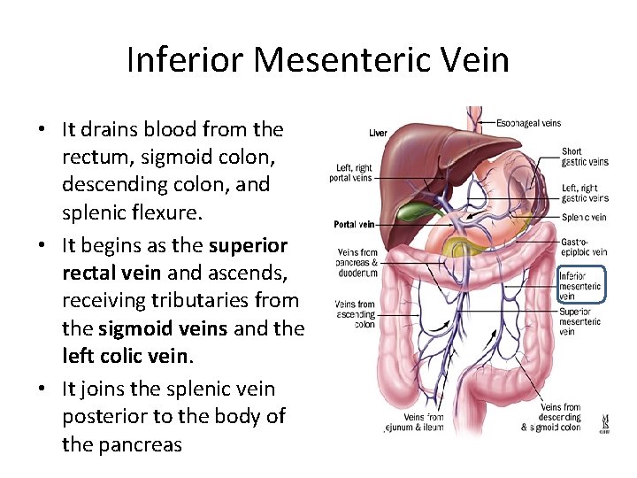 Inferior Mesenteric Vein • It drains blood from the rectum, sigmoid colon, descending colon,