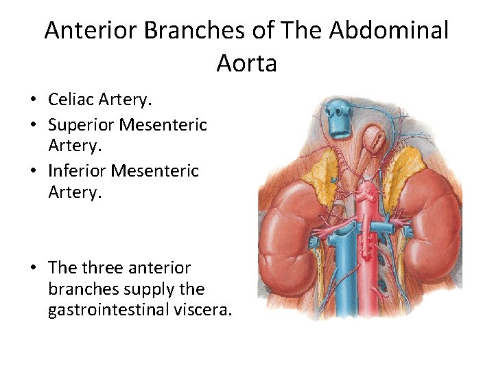 Anterior Branches of The Abdominal Aorta • Celiac Artery. • Superior Mesenteric Artery. •