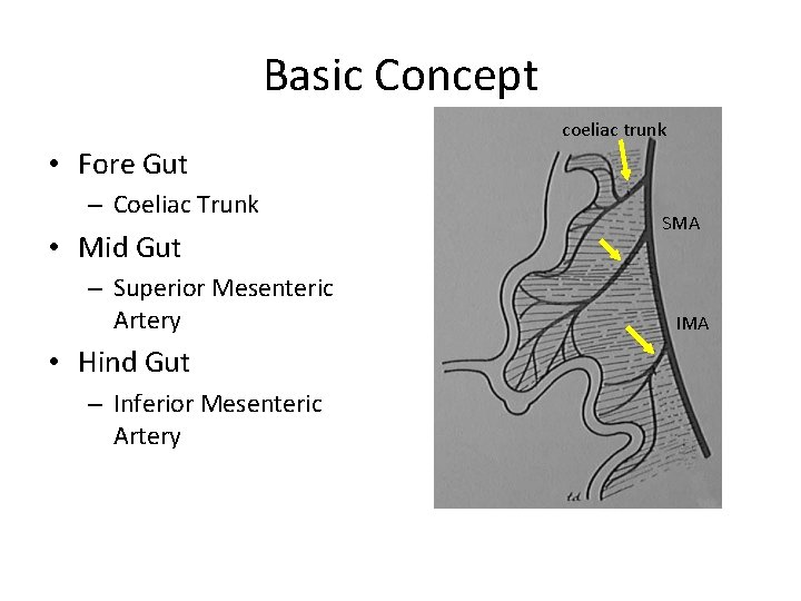 Basic Concept coeliac trunk • Fore Gut – Coeliac Trunk • Mid Gut –