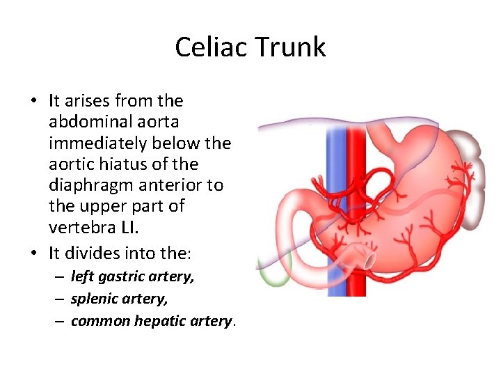 Celiac Trunk • It arises from the abdominal aorta immediately below the aortic hiatus