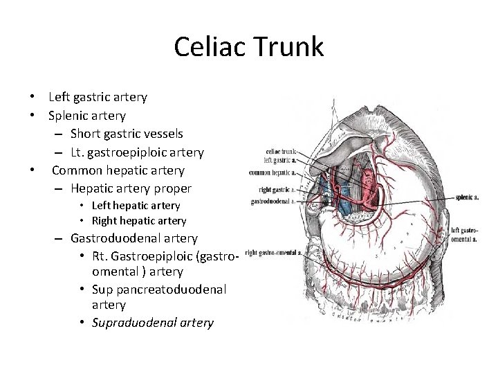 Celiac Trunk • Left gastric artery • Splenic artery – Short gastric vessels –