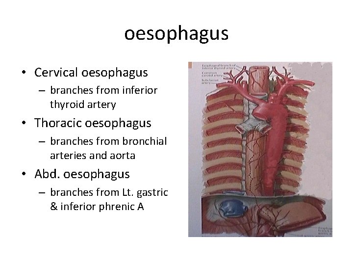oesophagus • Cervical oesophagus – branches from inferior thyroid artery • Thoracic oesophagus –