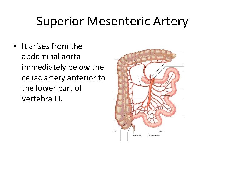 Superior Mesenteric Artery • It arises from the abdominal aorta immediately below the celiac