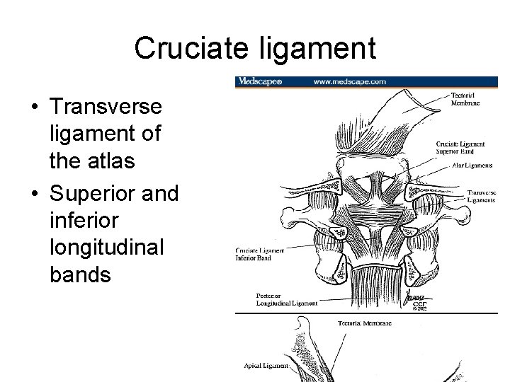 Cruciate ligament • Transverse ligament of the atlas • Superior and inferior longitudinal bands