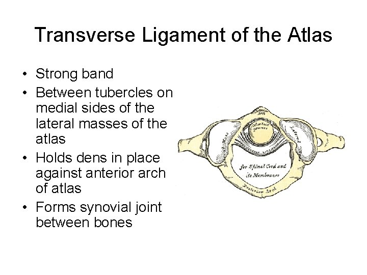 Transverse Ligament of the Atlas • Strong band • Between tubercles on medial sides