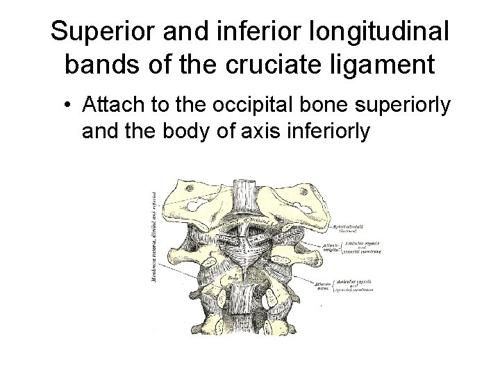 Superior and inferior longitudinal bands of the cruciate ligament • Attach to the occipital