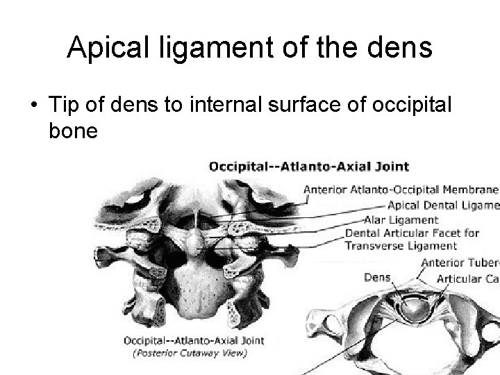 Apical ligament of the dens • Tip of dens to internal surface of occipital