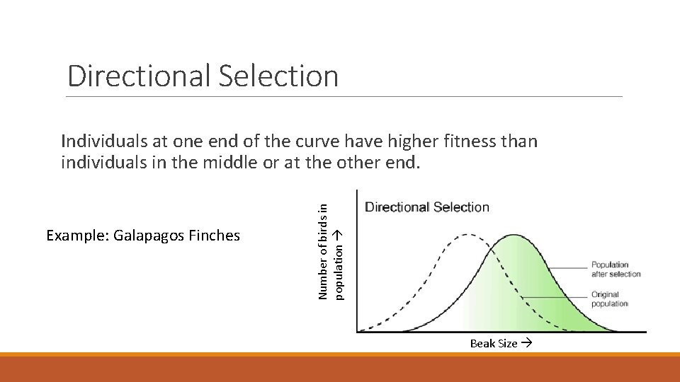 Directional Selection Example: Galapagos Finches Number of birds in population Individuals at one end