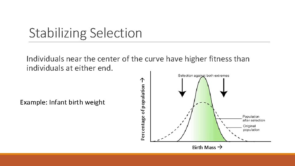Stabilizing Selection Example: Infant birth weight Percentage of population Individuals near the center of