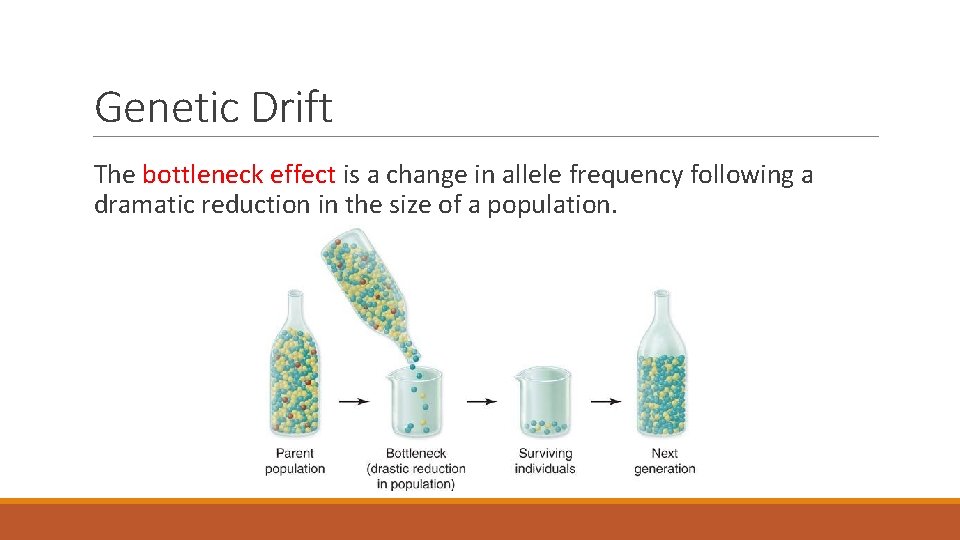 Genetic Drift The bottleneck effect is a change in allele frequency following a dramatic