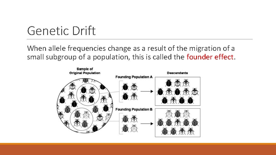 Genetic Drift When allele frequencies change as a result of the migration of a