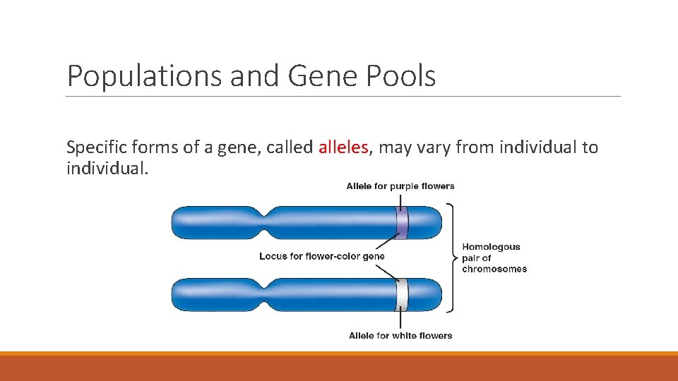Populations and Gene Pools Specific forms of a gene, called alleles, may vary from