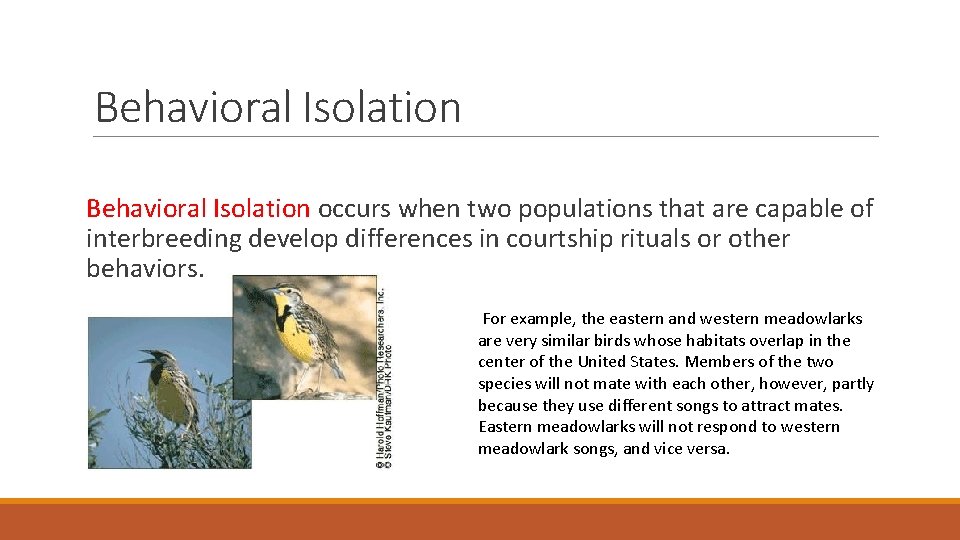 Behavioral Isolation occurs when two populations that are capable of interbreeding develop differences in