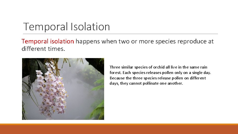 Temporal Isolation Temporal isolation happens when two or more species reproduce at different times.