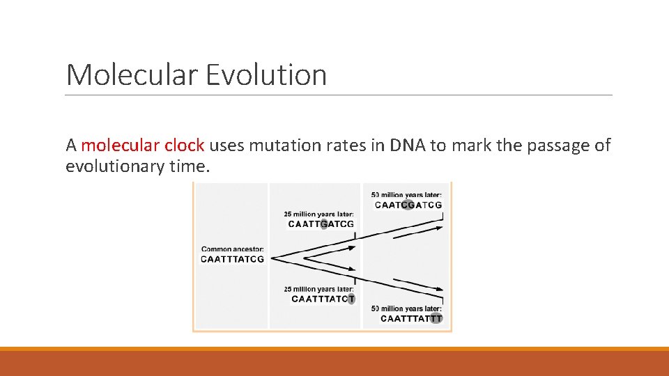 Molecular Evolution A molecular clock uses mutation rates in DNA to mark the passage