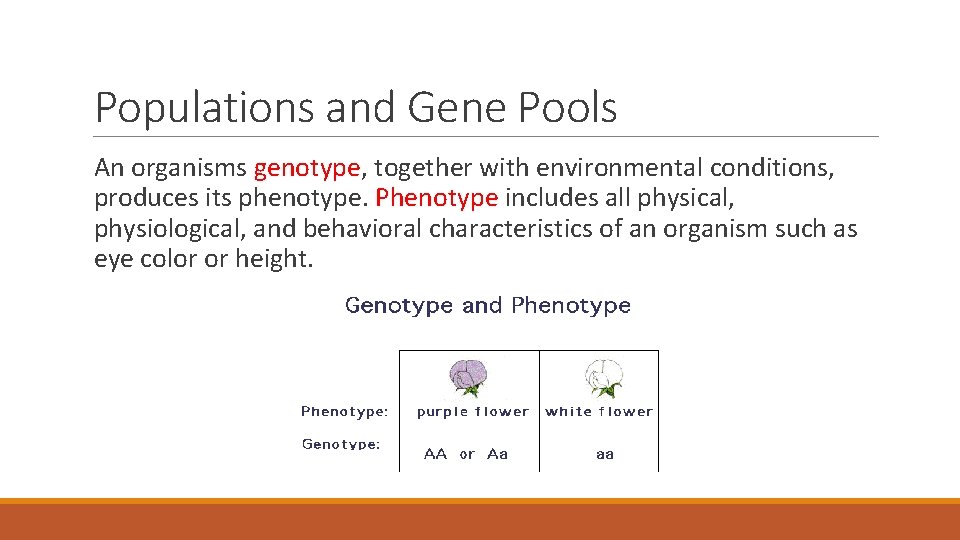 Populations and Gene Pools An organisms genotype, together with environmental conditions, produces its phenotype.