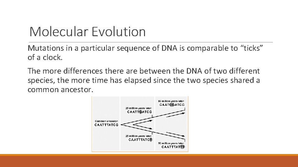 Molecular Evolution Mutations in a particular sequence of DNA is comparable to “ticks” of