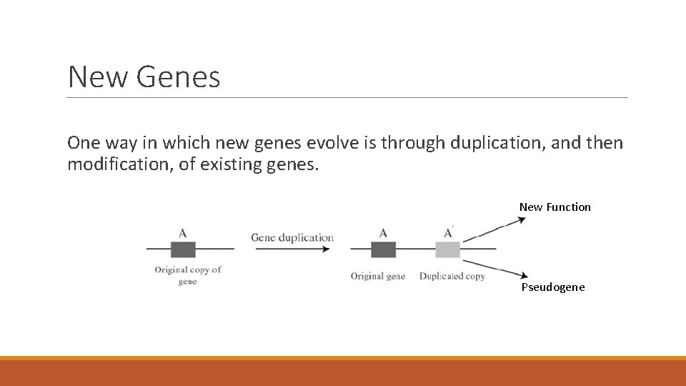 New Genes One way in which new genes evolve is through duplication, and then