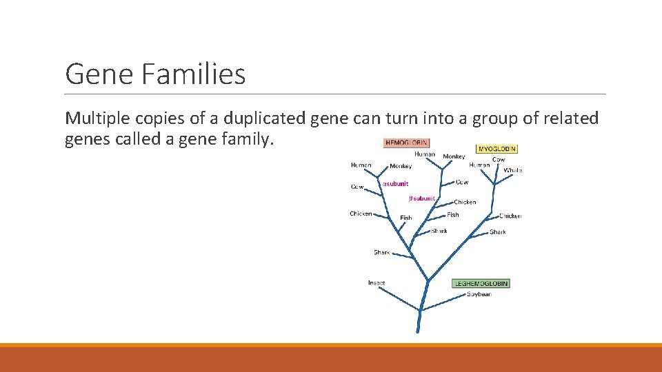 Gene Families Multiple copies of a duplicated gene can turn into a group of