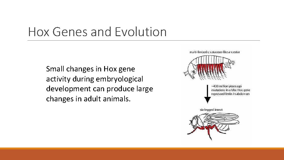 Hox Genes and Evolution Small changes in Hox gene activity during embryological development can