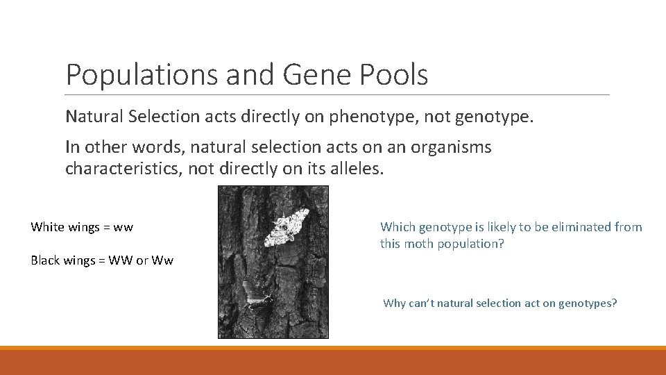 Populations and Gene Pools Natural Selection acts directly on phenotype, not genotype. In other