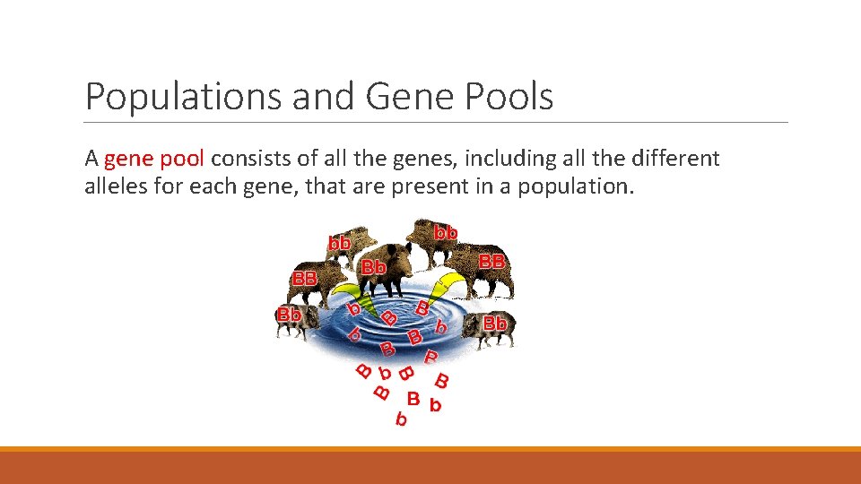 Populations and Gene Pools A gene pool consists of all the genes, including all