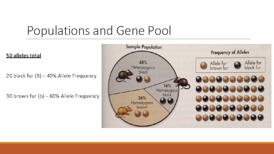 Populations and Gene Pool 50 alleles total 20 black fur (B) – 40% Allele