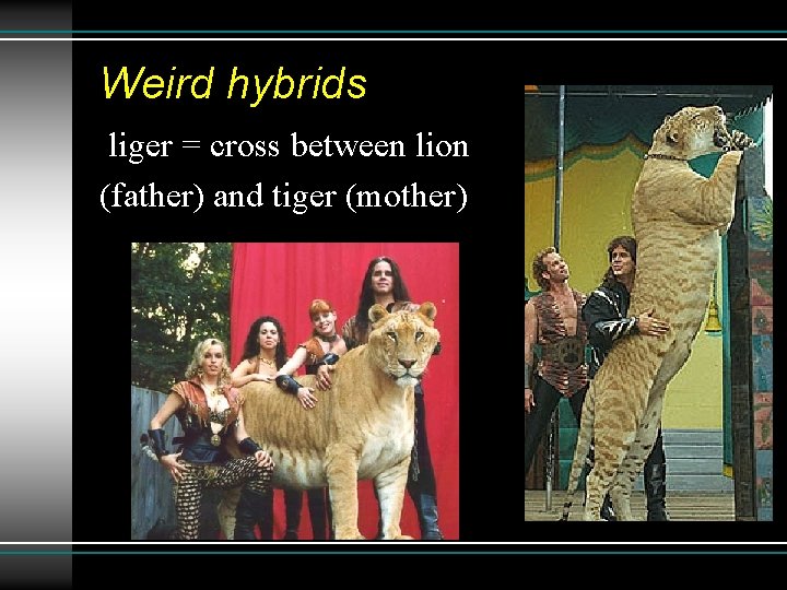 Weird hybrids liger = cross between lion (father) and tiger (mother) 