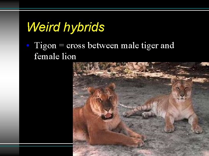 Weird hybrids • Tigon = cross between male tiger and female lion 