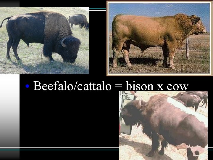  • Beefalo/cattalo = bison x cow 