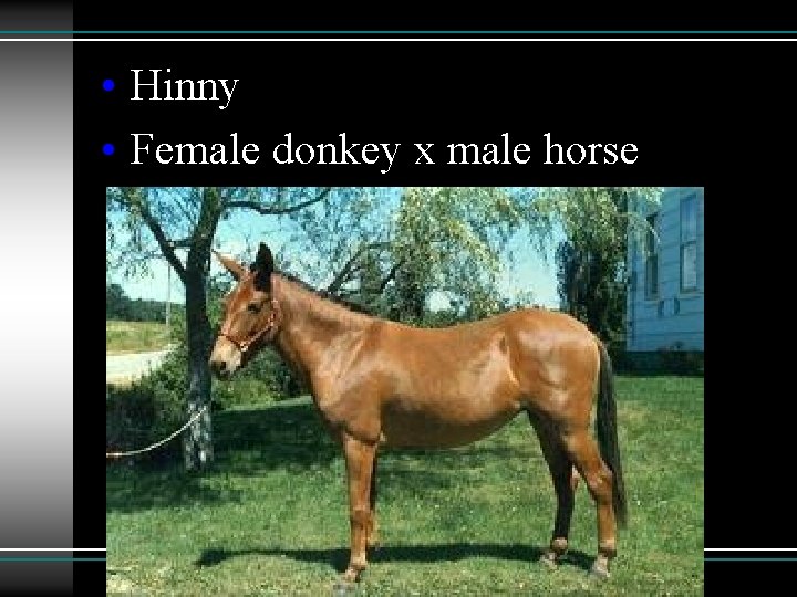  • Hinny • Female donkey x male horse 