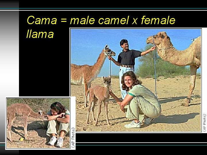 Cama = male camel x female llama 
