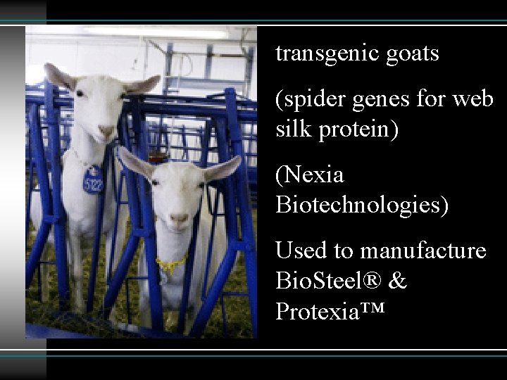 transgenic goats (spider genes for web silk protein) (Nexia Biotechnologies) Used to manufacture Bio.