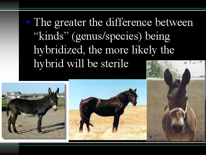  • The greater the difference between “kinds” (genus/species) being hybridized, the more likely