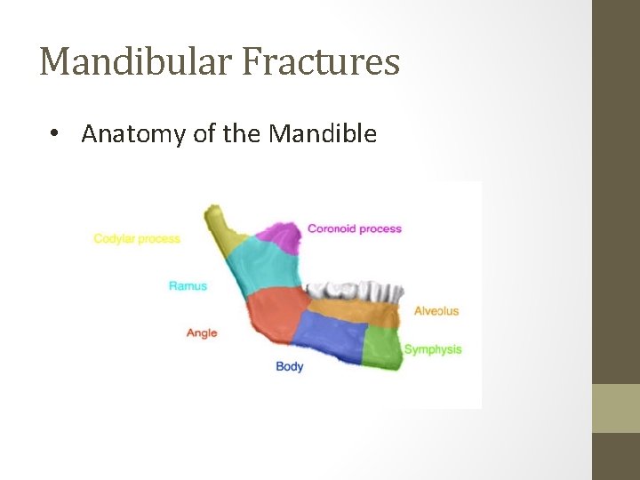 Mandibular Fractures • Anatomy of the Mandible 