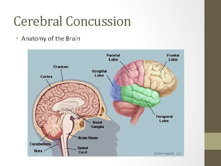 Cerebral Concussion • Anatomy of the Brain 