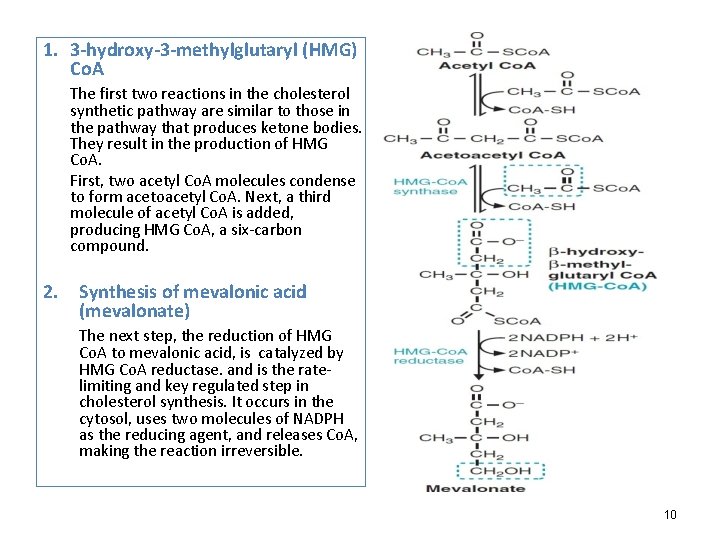 1. 3 -hydroxy-3 -methylglutaryl (HMG) Co. A The first two reactions in the cholesterol