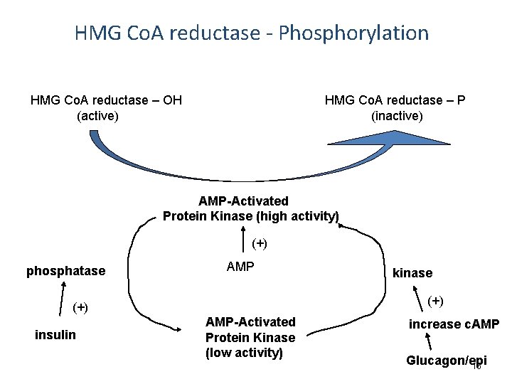 HMG Co. A reductase - Phosphorylation HMG Co. A reductase – OH (active) HMG